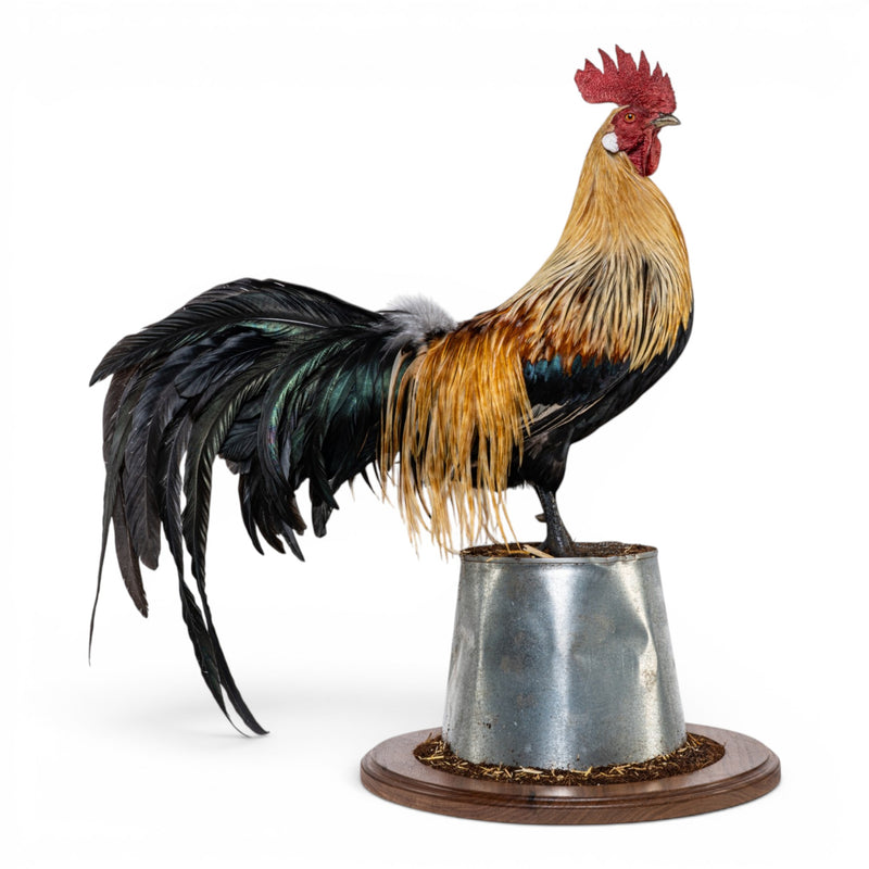 Real Preserved Domestic Chicken Taxidermy