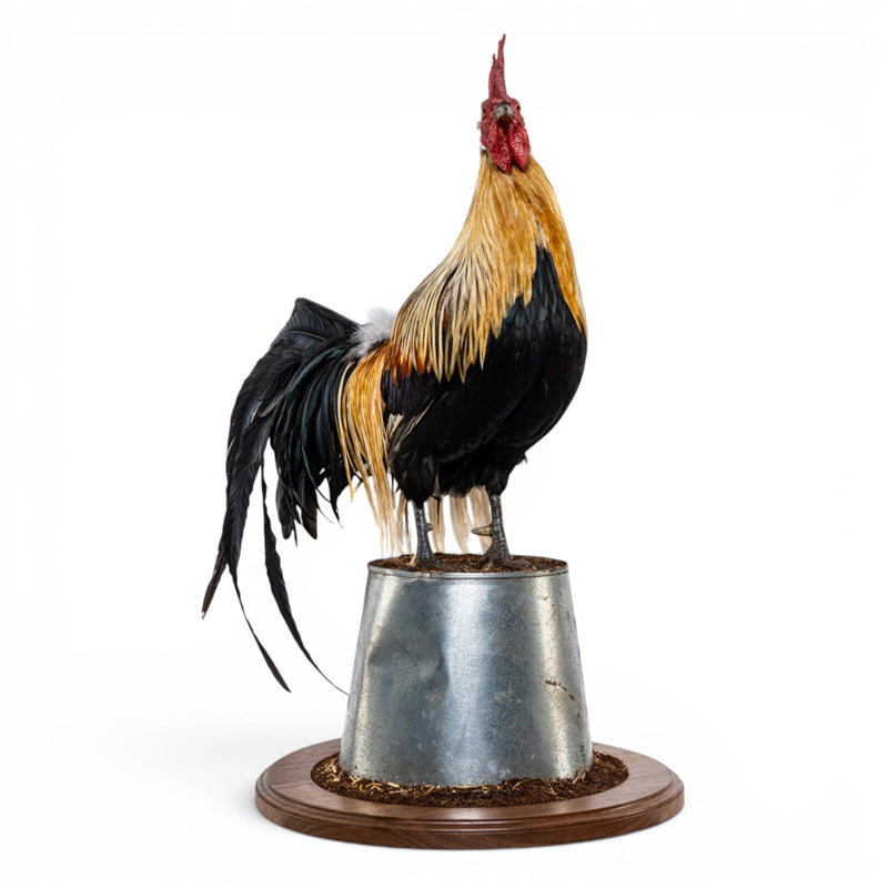A taxidermy rooster mounted on a galvanized metal bucket with a round wooden base, photographed against a solid white background.