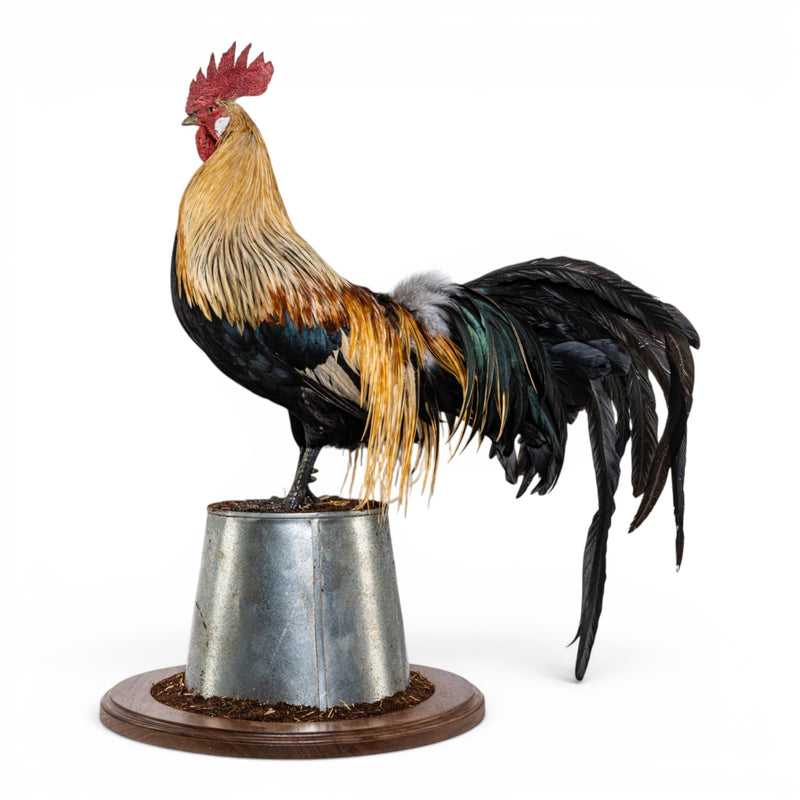 Real Preserved Domestic Chicken Taxidermy