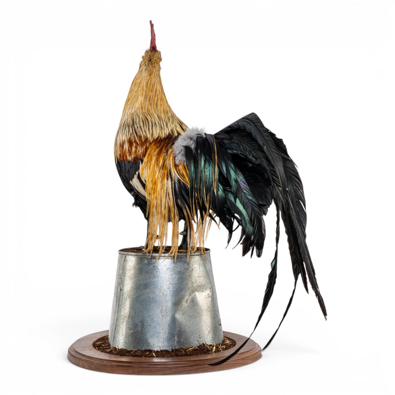 Real Preserved Domestic Chicken Taxidermy