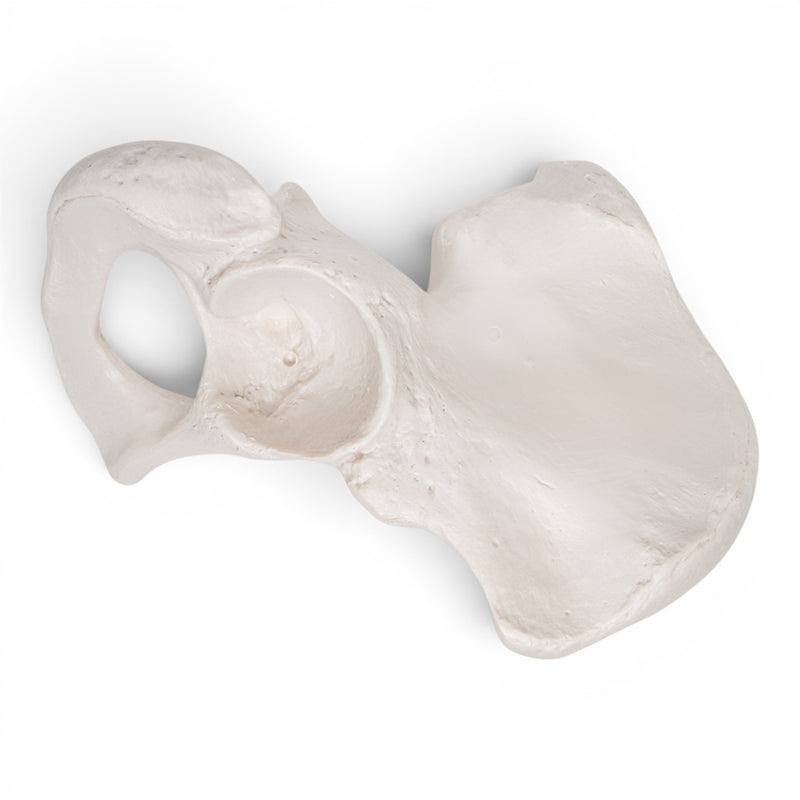 Replica Human Ilium