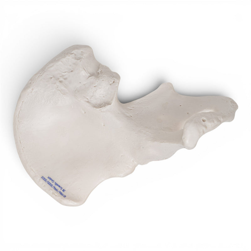 Replica Human Ilium