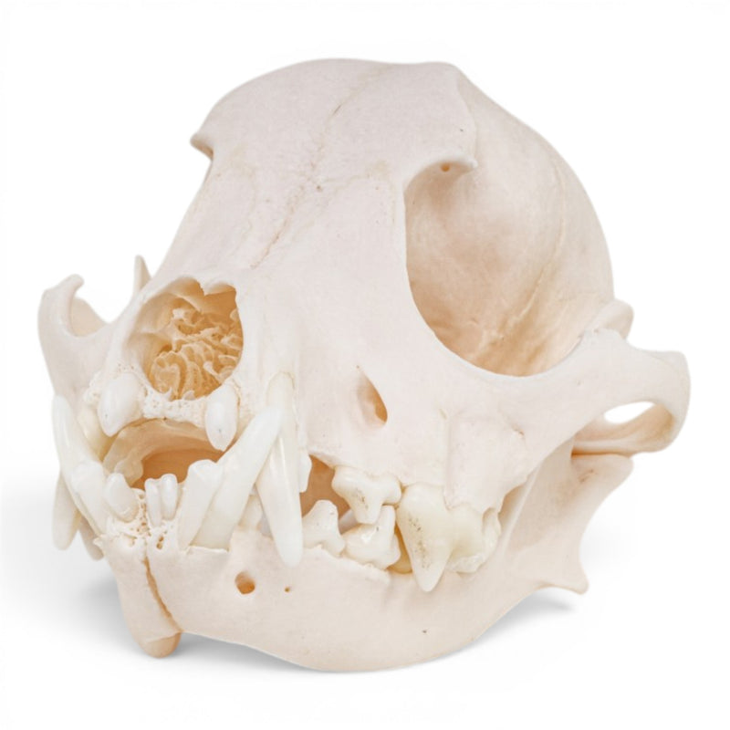 Real Domestic Dog - Chihuahua Skull - Periodontal