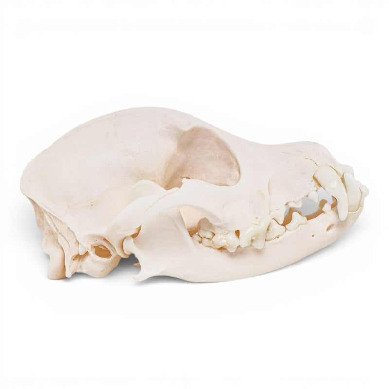 Real Domestic Dog - Chihuahua Skull - Periodontal