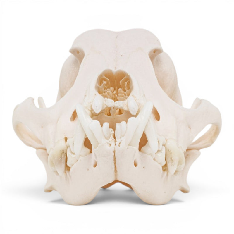 Real Domestic Dog - Chihuahua Skull - Periodontal