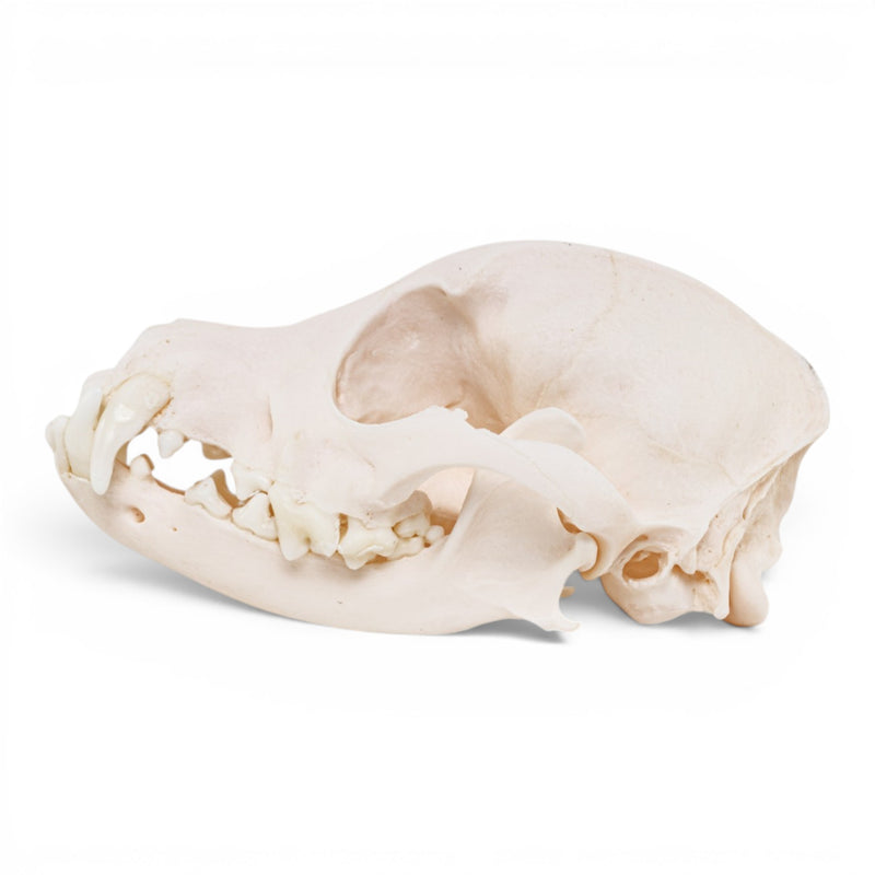 Real Domestic Dog - Chihuahua Skull - Periodontal
