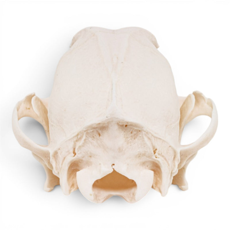 Real Domestic Dog - Chihuahua Skull - Periodontal