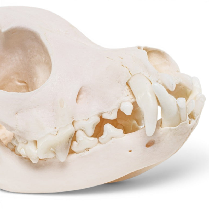 Real Domestic Dog - Chihuahua Skull - Periodontal