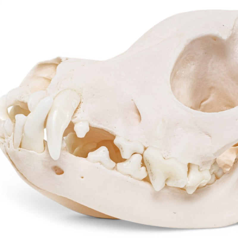 Real Domestic Dog - Chihuahua Skull - Periodontal