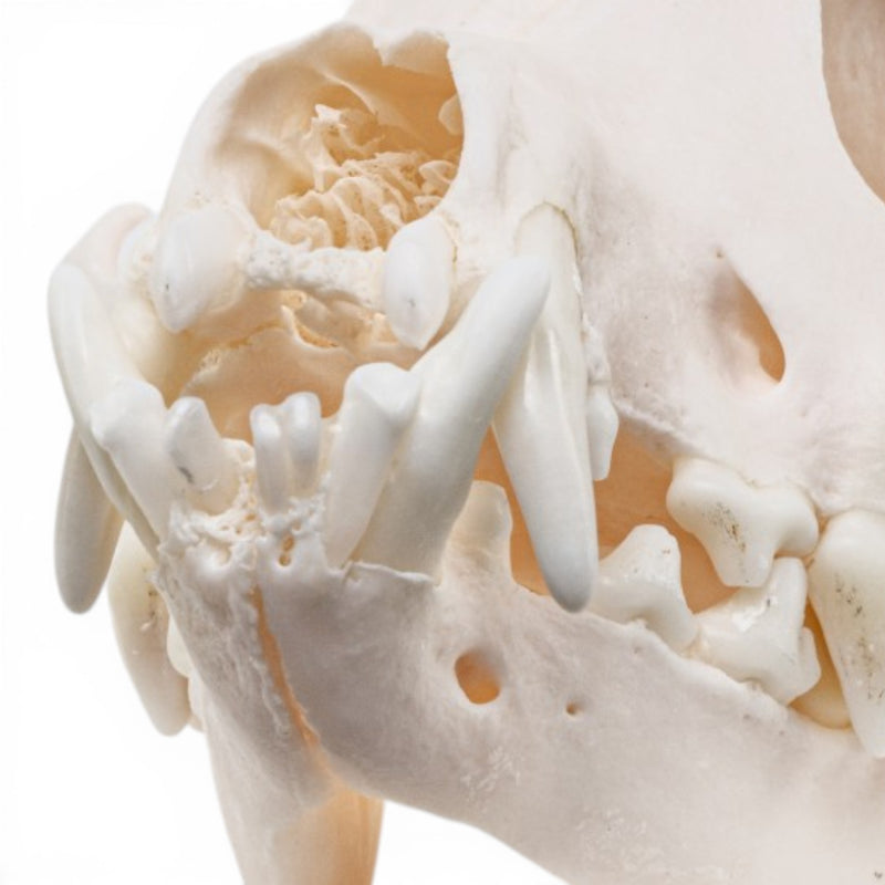 Real Domestic Dog - Chihuahua Skull - Periodontal