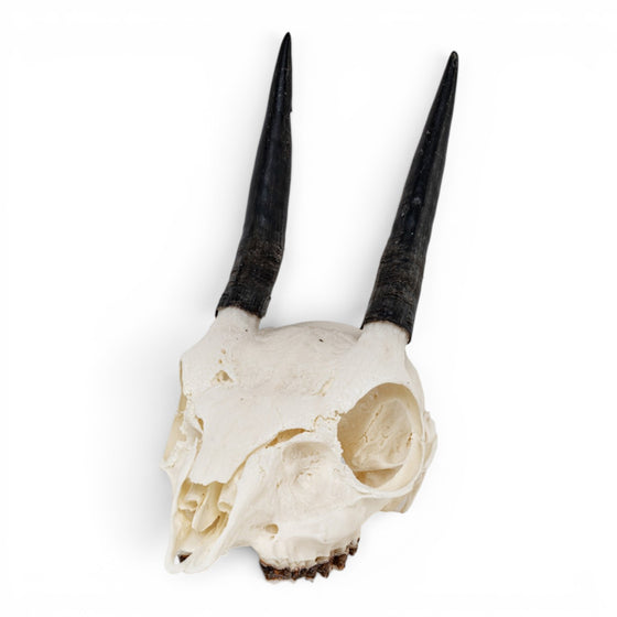 Real Cape Grysbok Skull