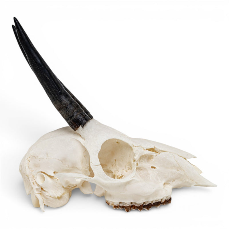 Real Cape Grysbok Skull