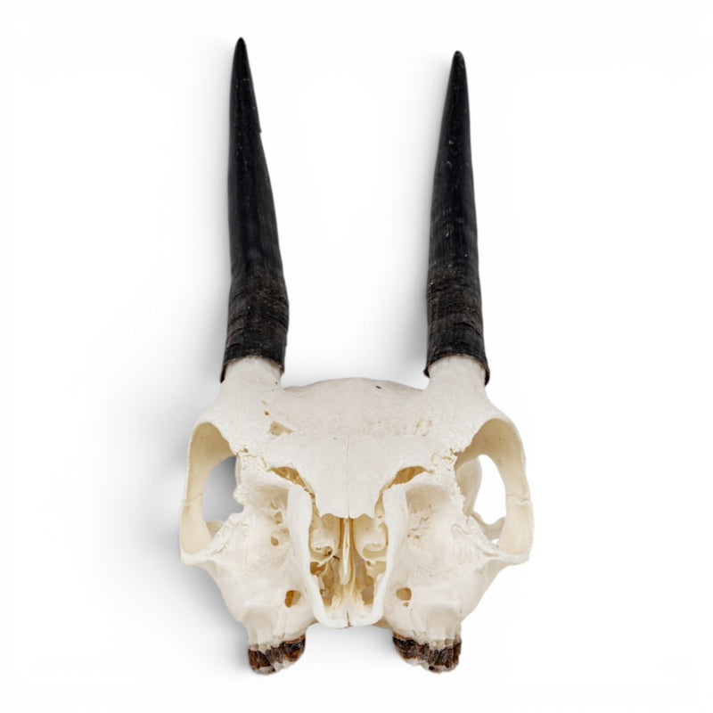 Real Cape Grysbok Skull