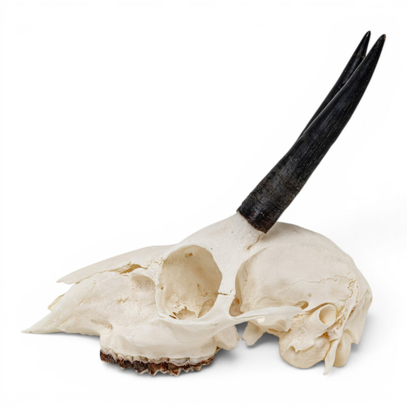Real Cape Grysbok Skull