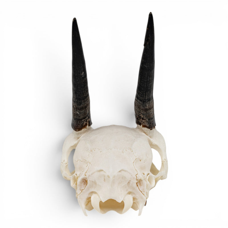 Real Cape Grysbok Skull