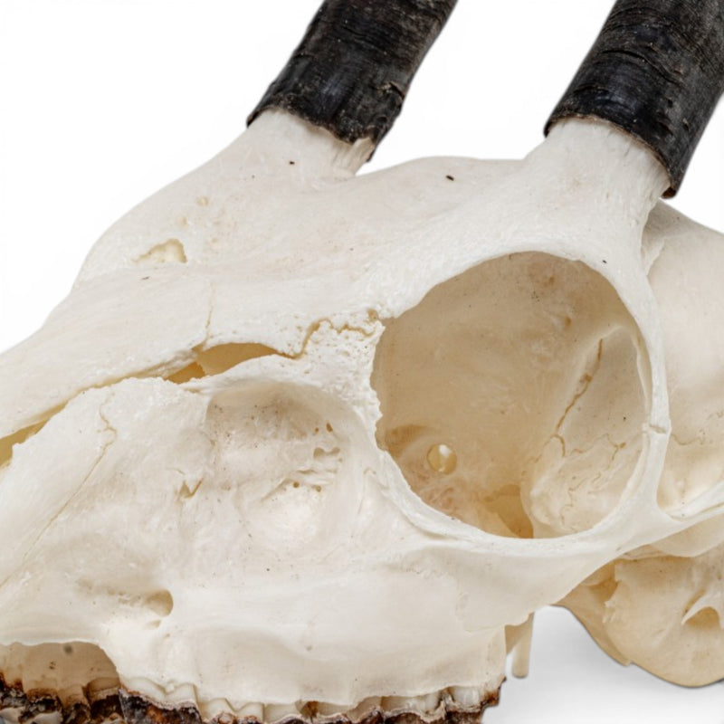 Real Cape Grysbok Skull
