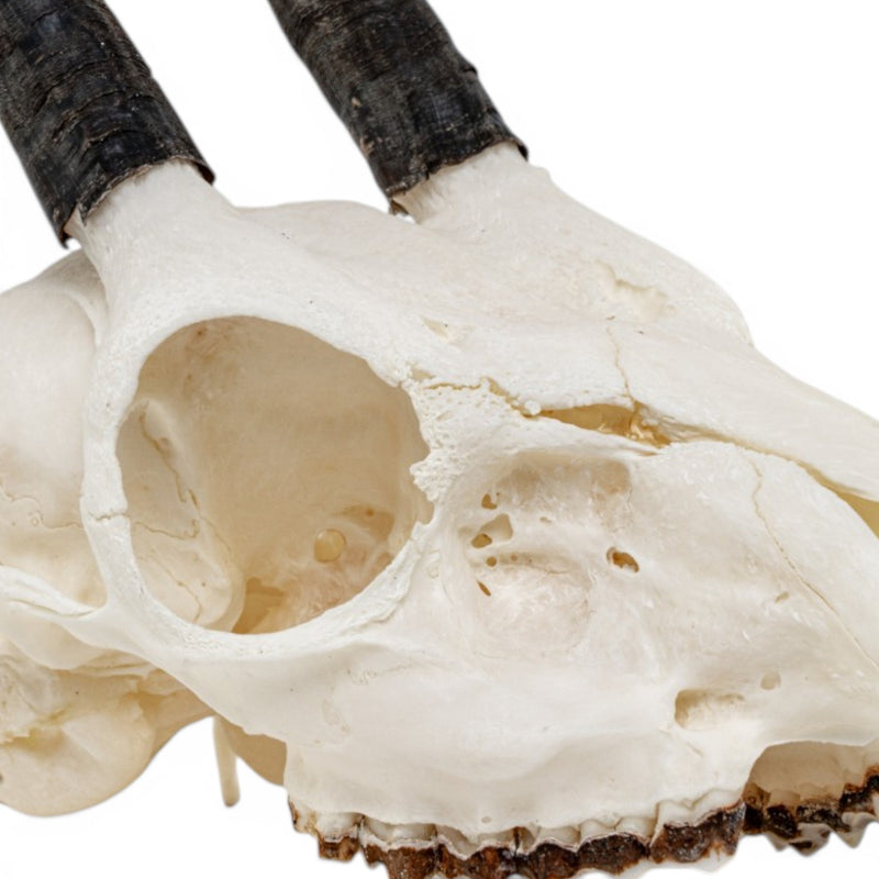 Real Cape Grysbok Skull