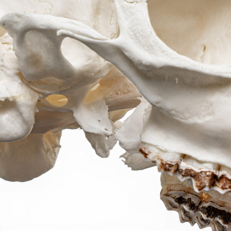 Real Cape Grysbok Skull