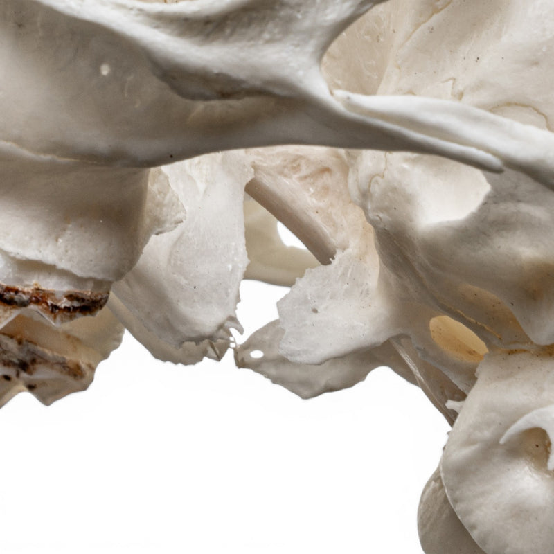 Real Cape Grysbok Skull