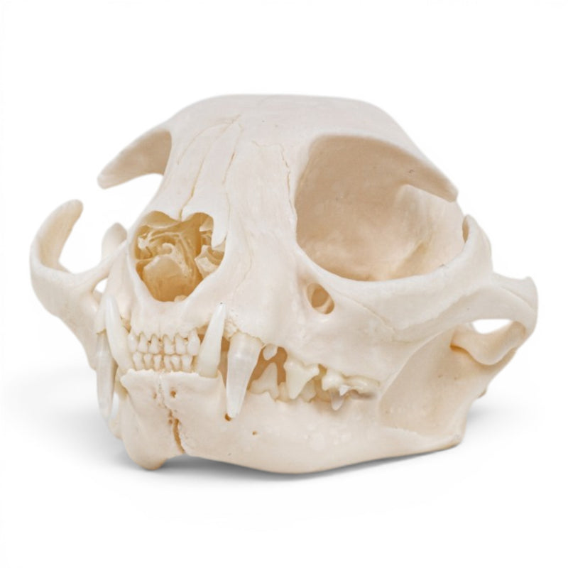 Real Domestic Cat - Siamese Skull