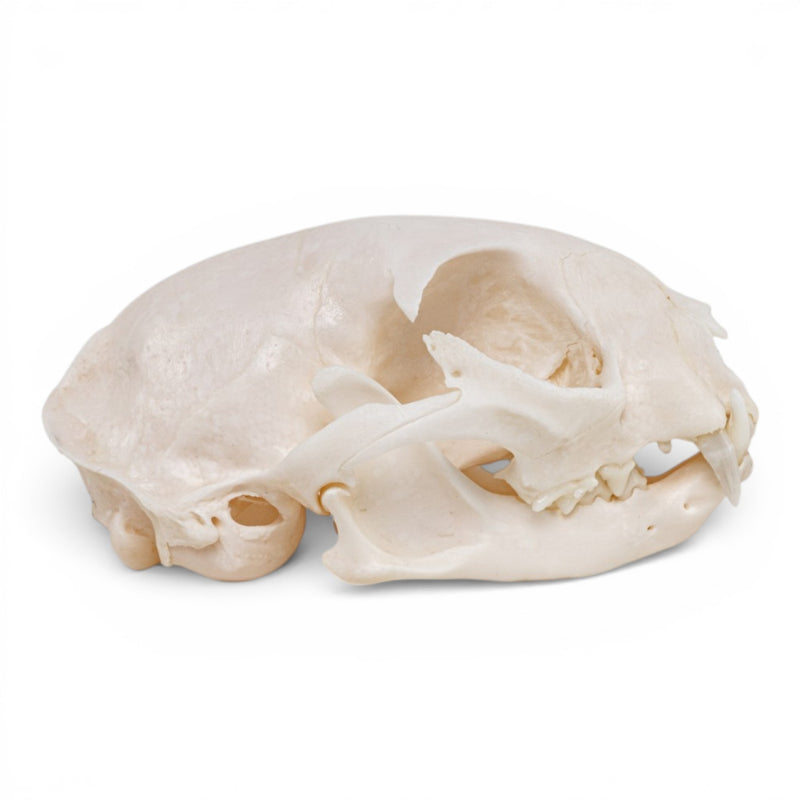 Real Domestic Cat - Siamese Skull
