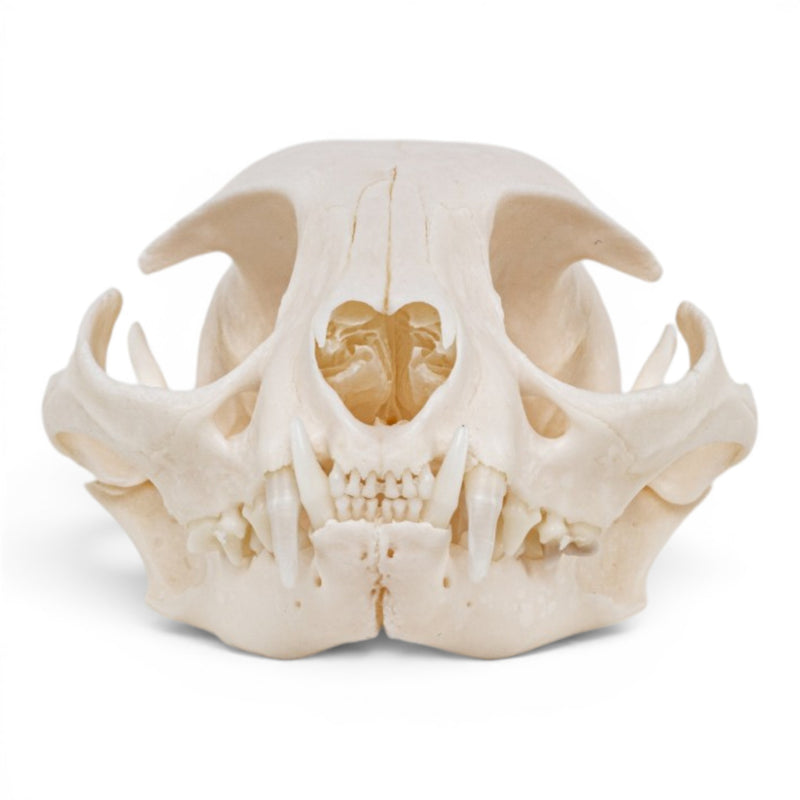 Real Domestic Cat - Siamese Skull