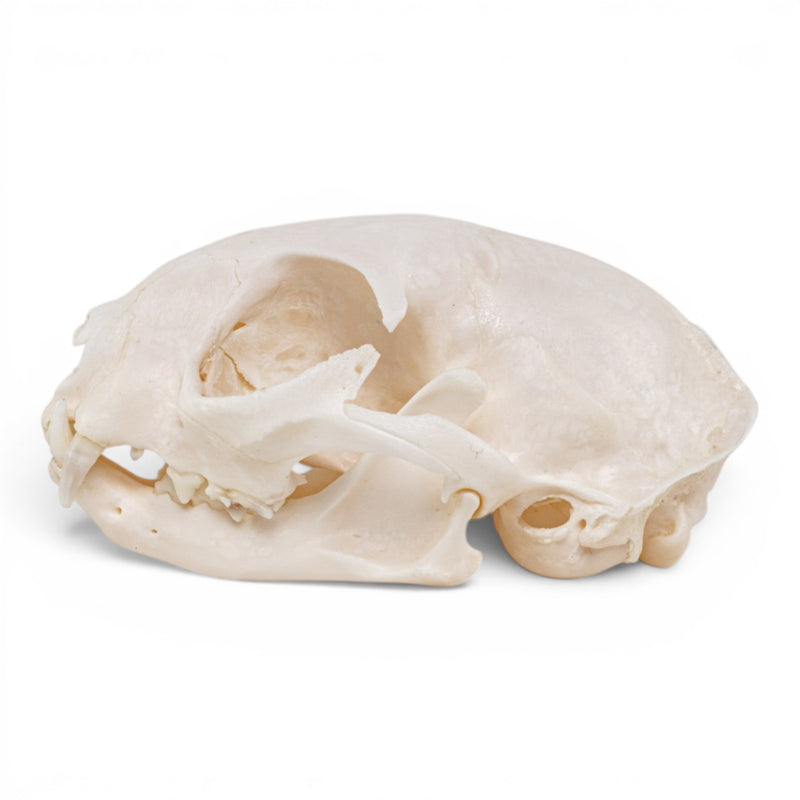 Real Domestic Cat - Siamese Skull