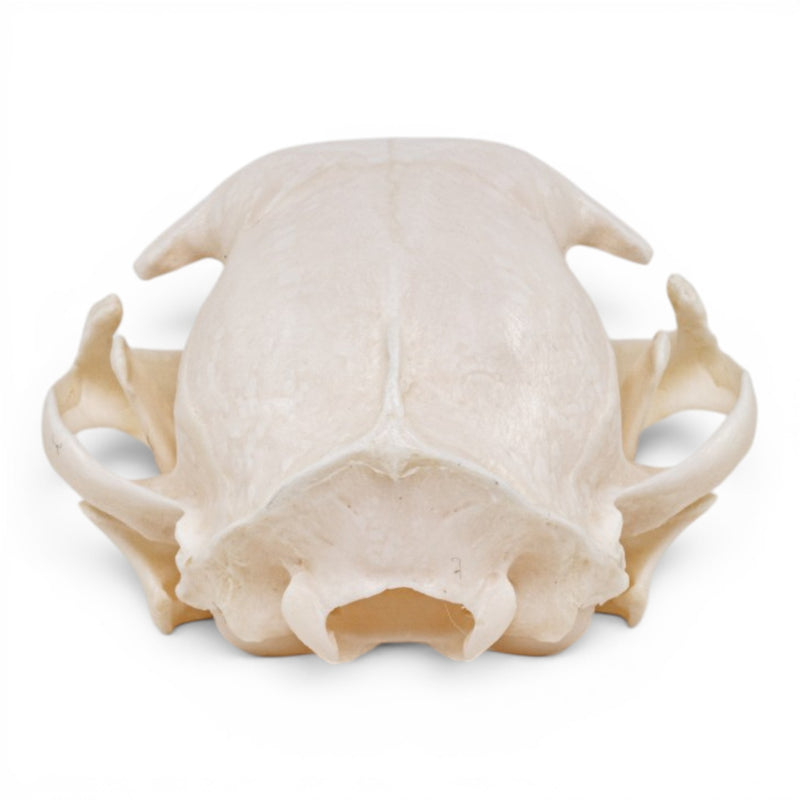 Real Domestic Cat - Siamese Skull