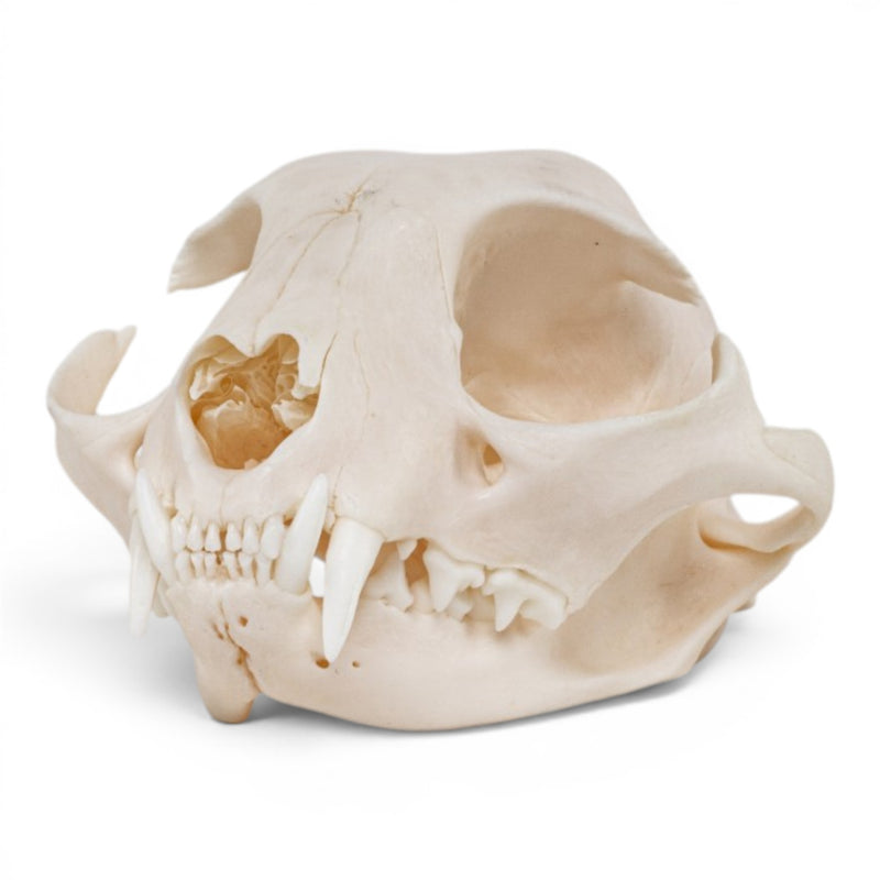 Real Domestic Cat - Siamese Skull