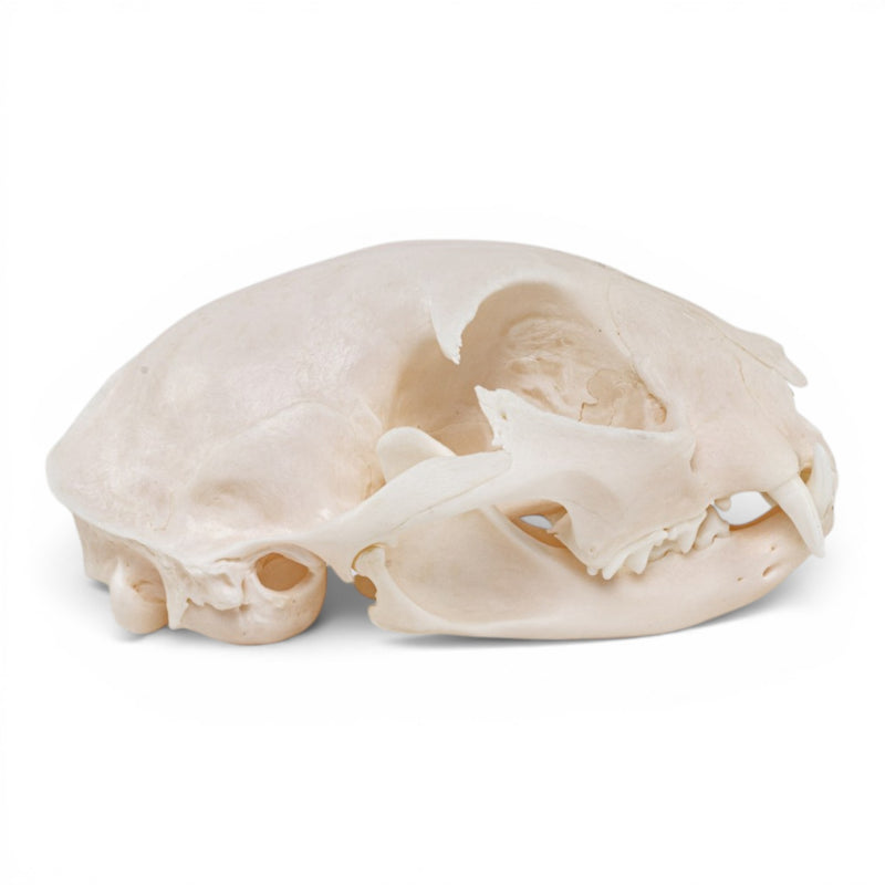 Real Domestic Cat - Siamese Skull