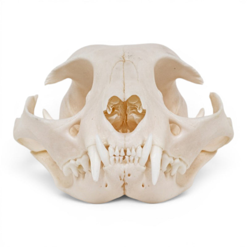 Real Domestic Cat - Siamese Skull