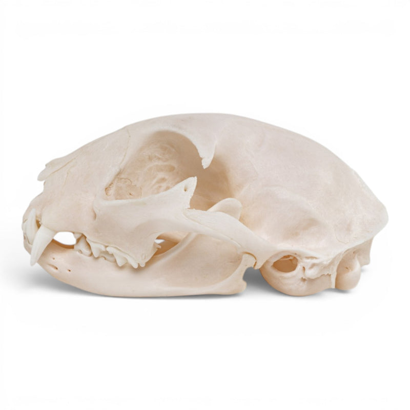 Real Domestic Cat - Siamese Skull