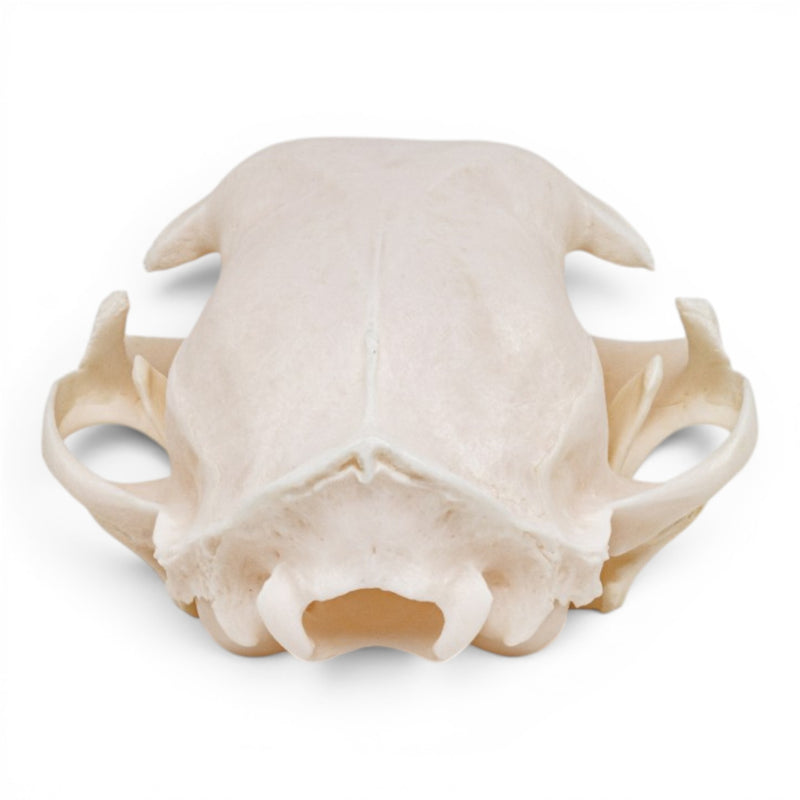 Real Domestic Cat - Siamese Skull