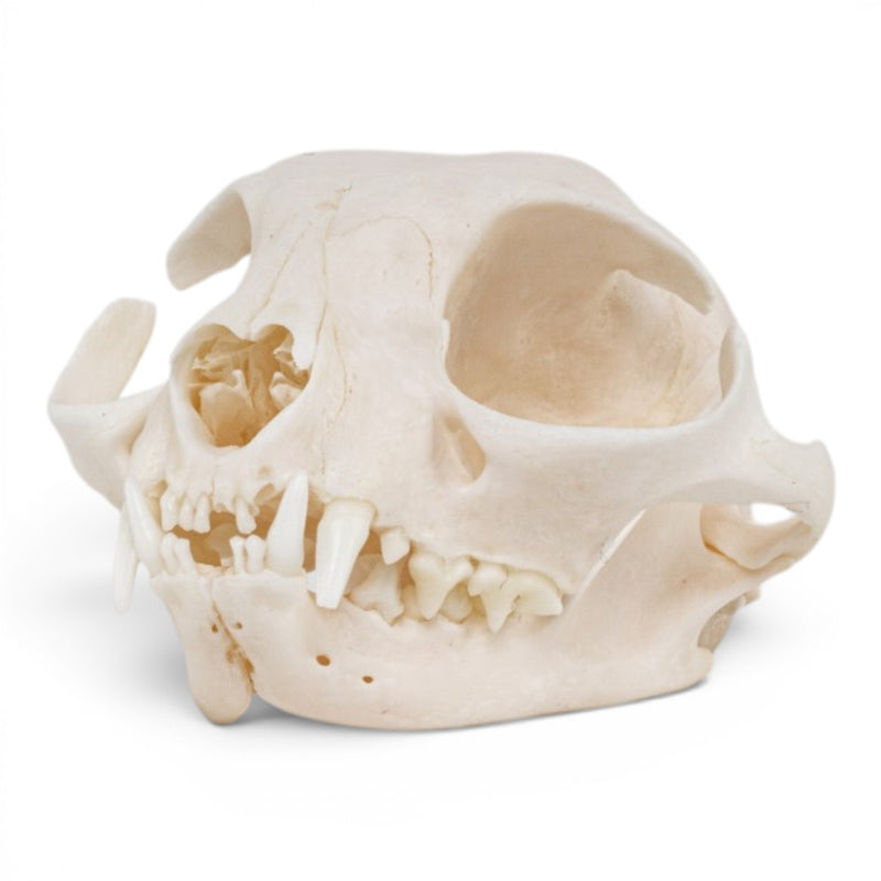 Real Domestic Cat - Siamese Skull