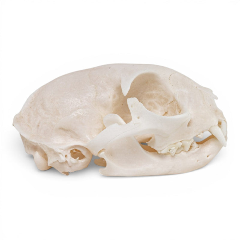 Real Domestic Cat - Siamese Skull