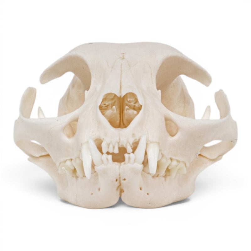 Real Domestic Cat - Siamese Skull