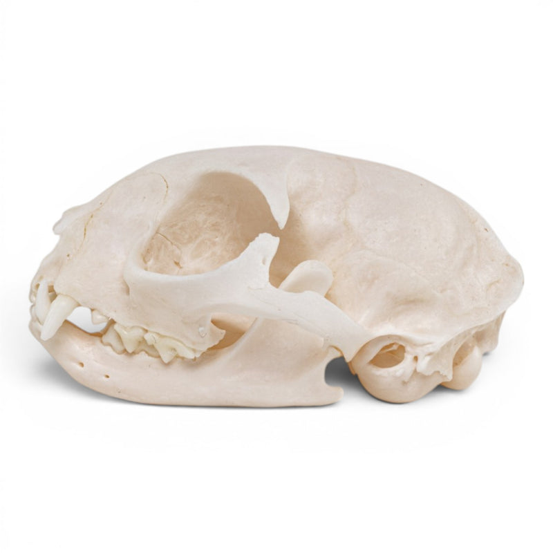 Real Domestic Cat - Siamese Skull