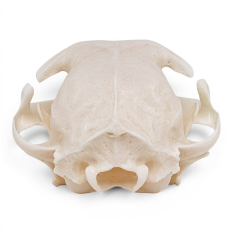 Real Domestic Cat - Siamese Skull