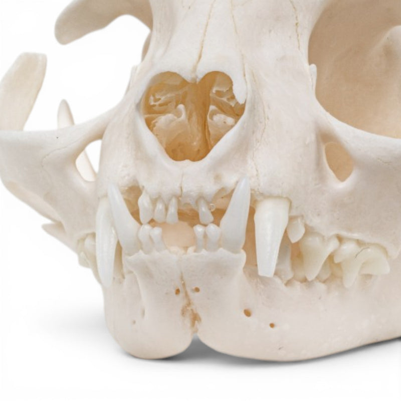 Real Domestic Cat - Siamese Skull