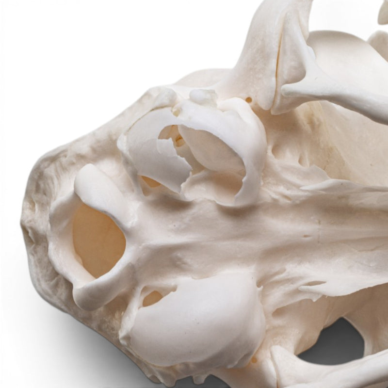Real Domestic Cat - Siamese Skull