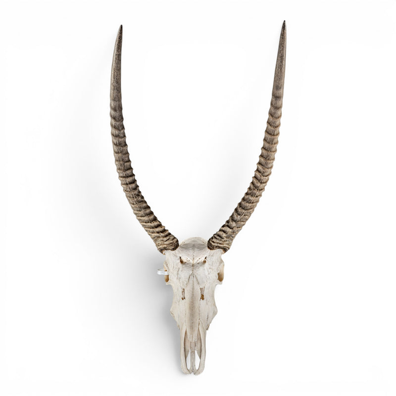Real Waterbuck Skull