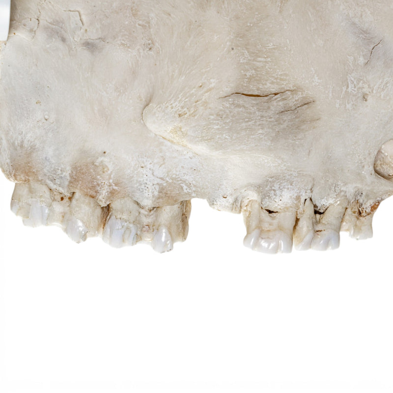 Real Waterbuck Skull