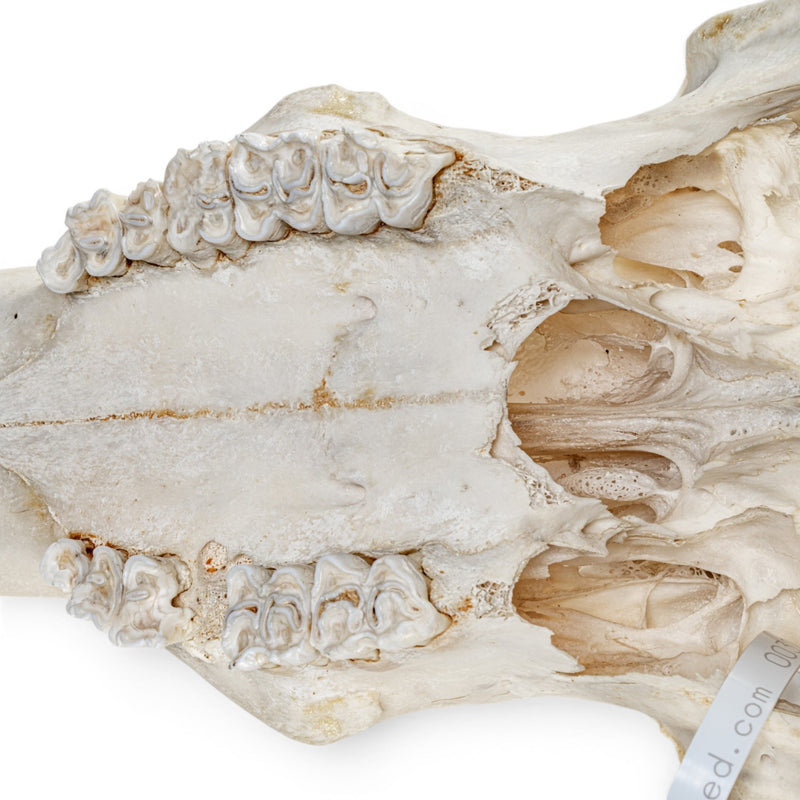 Real Waterbuck Skull