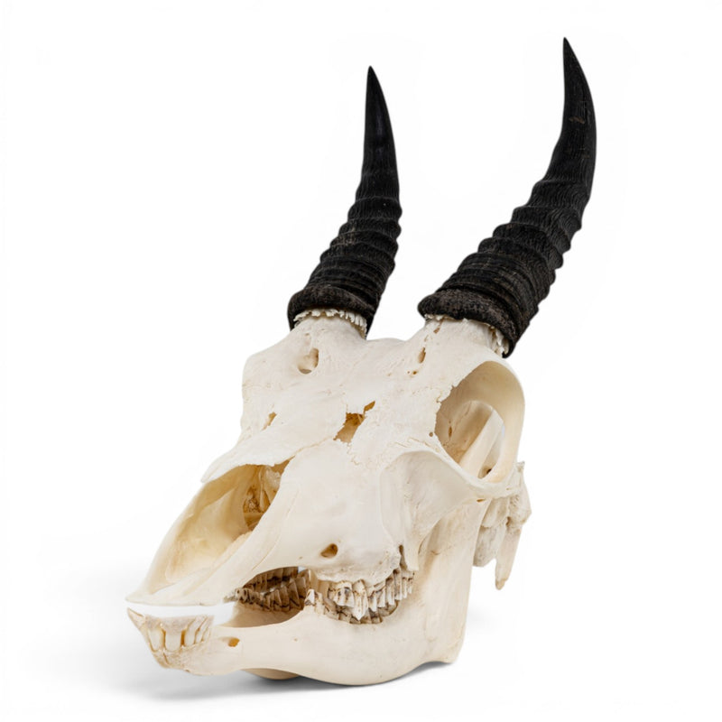 Real Mountain Reedbuck Skull