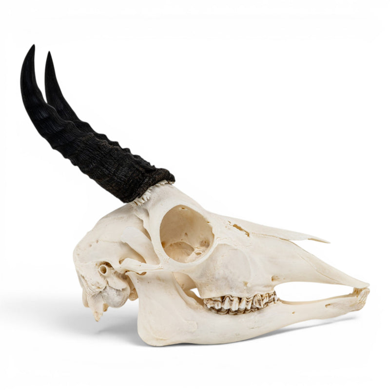 Real Mountain Reedbuck Skull