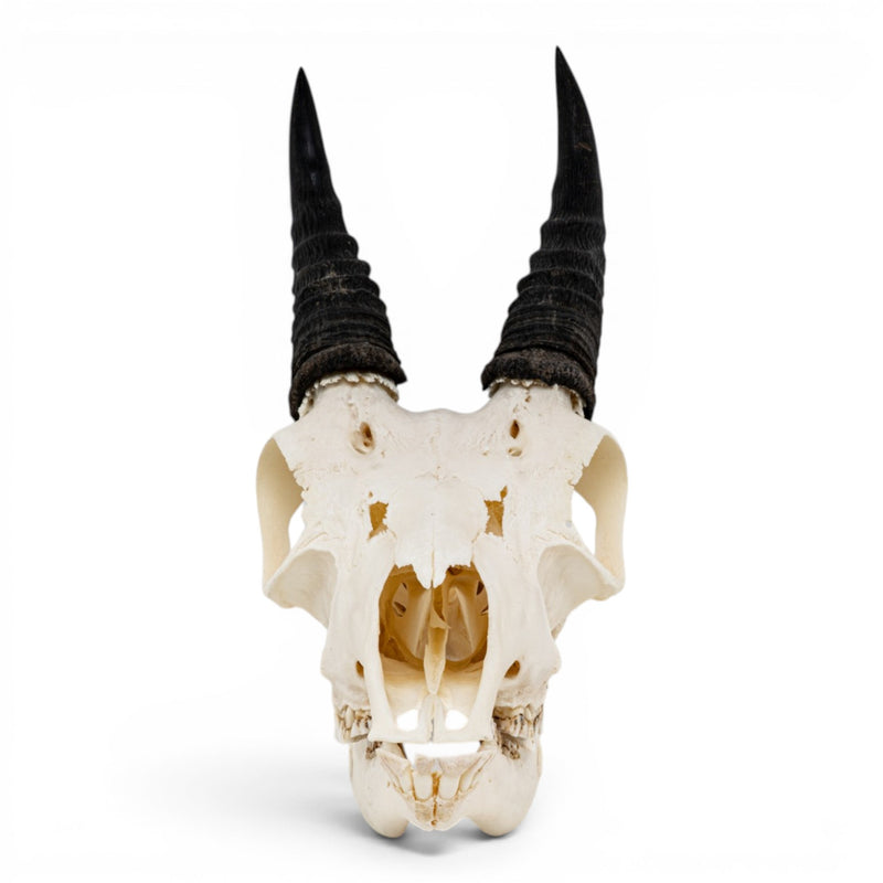Real Mountain Reedbuck Skull
