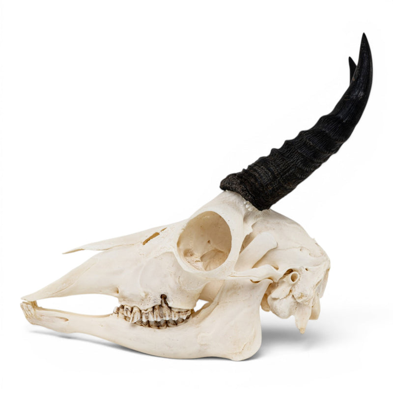 Real Mountain Reedbuck Skull