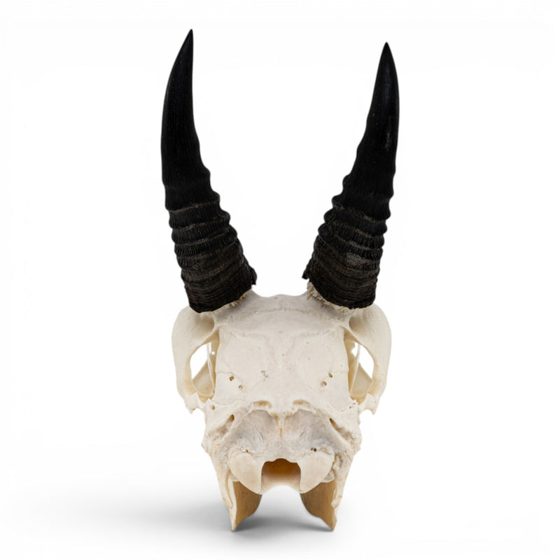 Real Mountain Reedbuck Skull