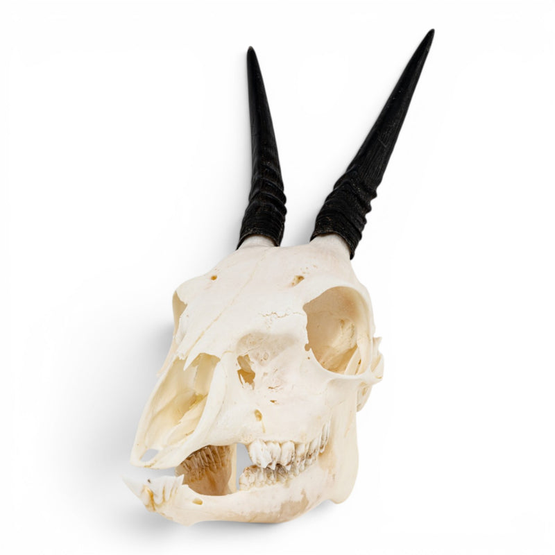 Real Gray Duiker Skull