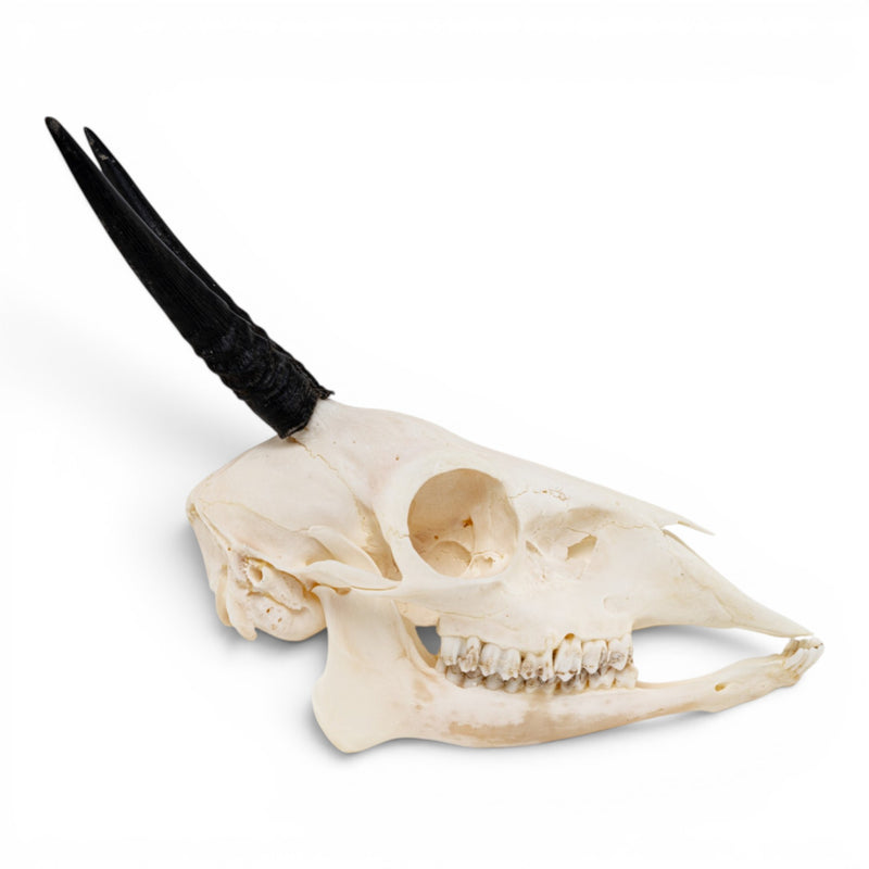 Real Gray Duiker Skull